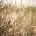 Fietsen bij Arnhem en Nijmegen